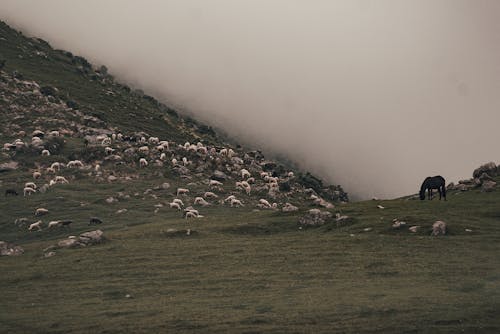 Безкоштовне стокове фото на тему «вівці, кінь, краєвид» стокове фото