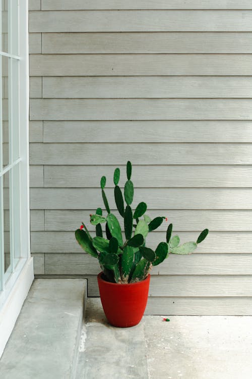 Free A Cactus Plant on Brown Clay Pot Stock Photo