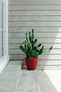 Green Plant on Red Pot