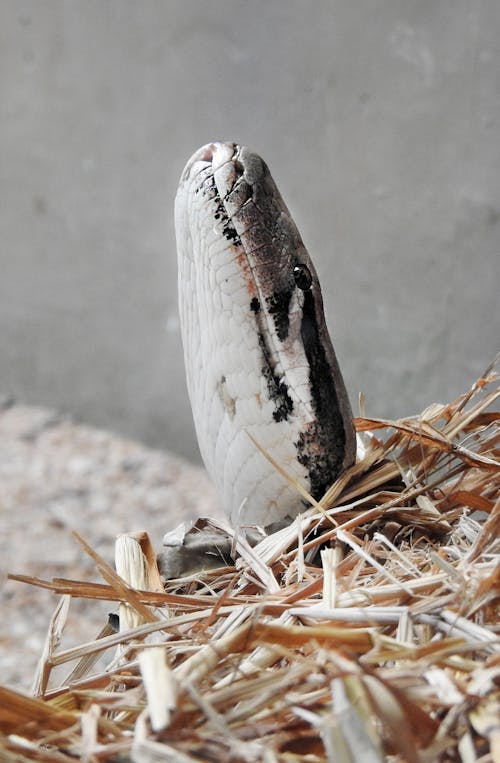 Free Gray Snake Covered with Dried Grasses Stock Photo