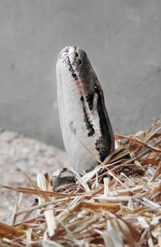 snake photo