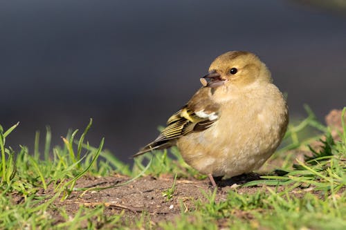 Free stock photo of bird, feather, sparrow