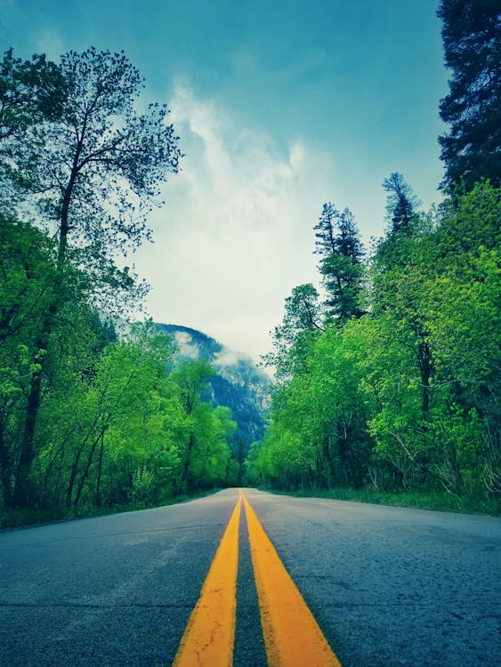 Green Leafed Trees