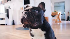 明亮的房间里，一只可爱的法国斗牛犬正向上看