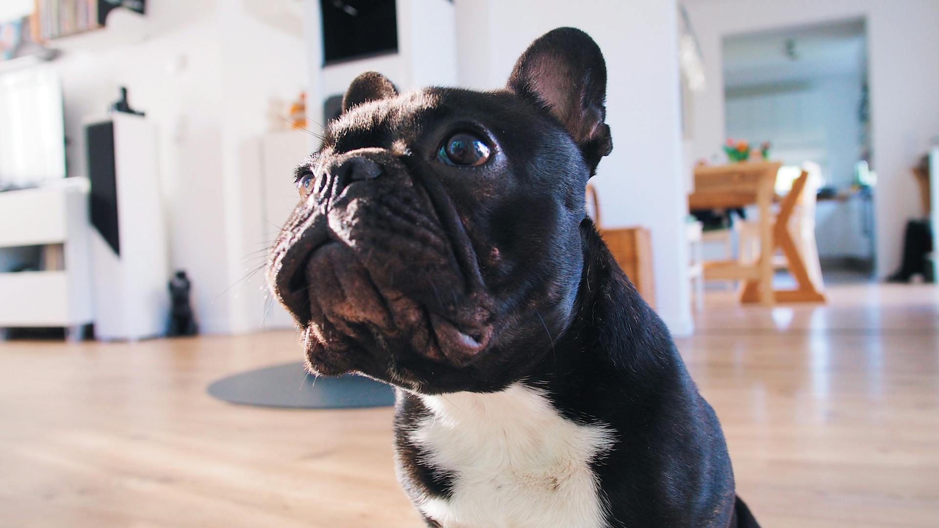 Adult Black French Bulldog on Brown Floor