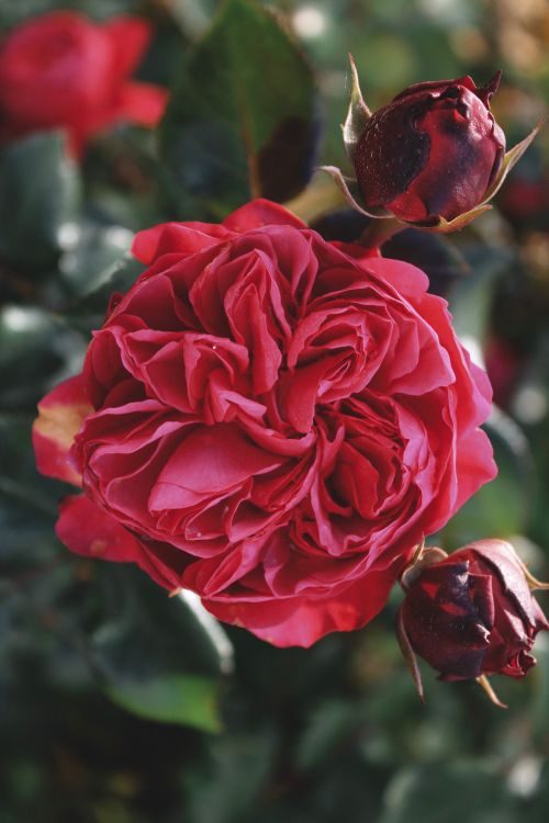 Free Close-up of vibrant red roses blooming amidst green leaves in a Duisburg garden. Stock Photo