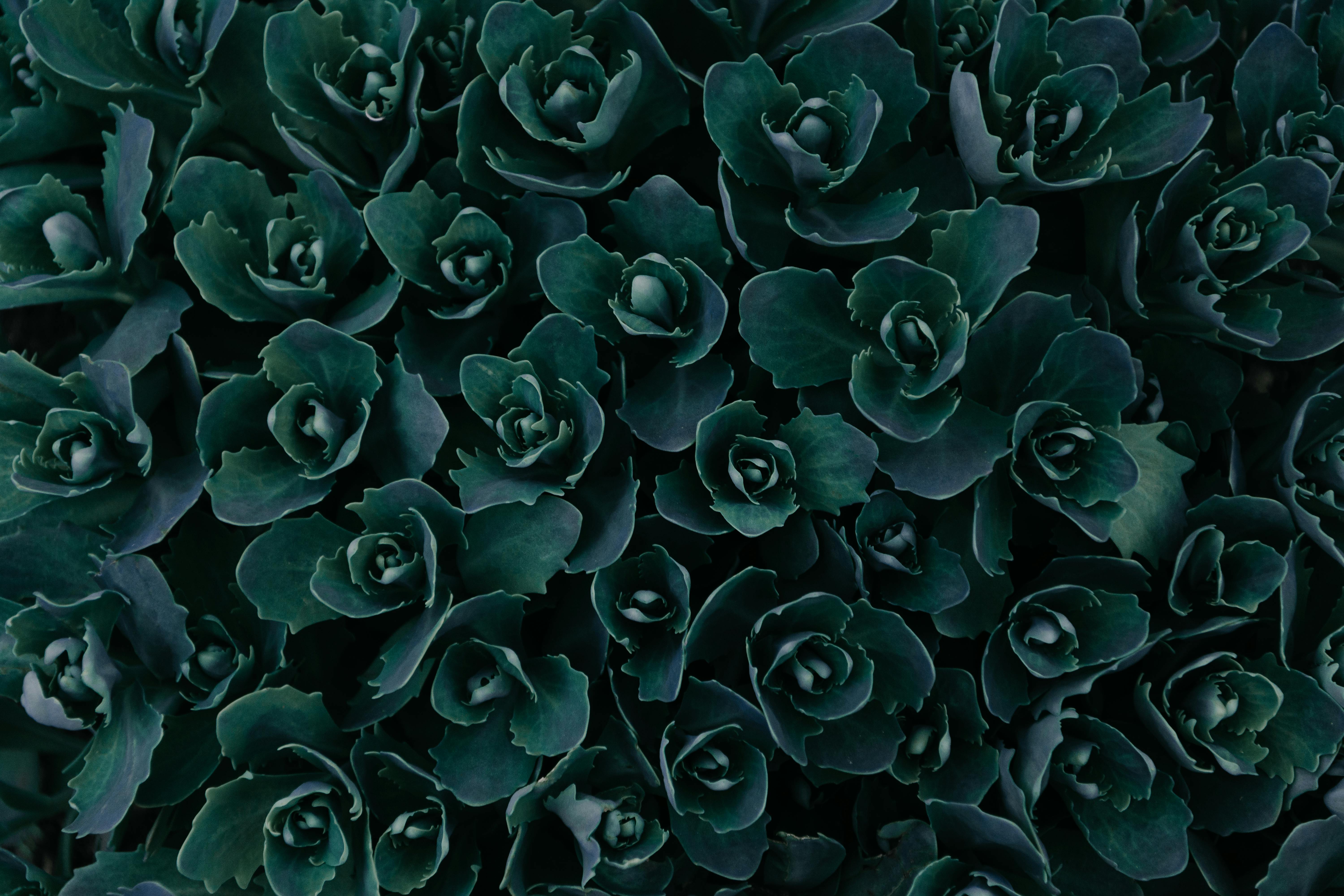 dark green wallpaper hd