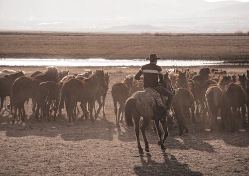 Man Riding Horse on Brown Field