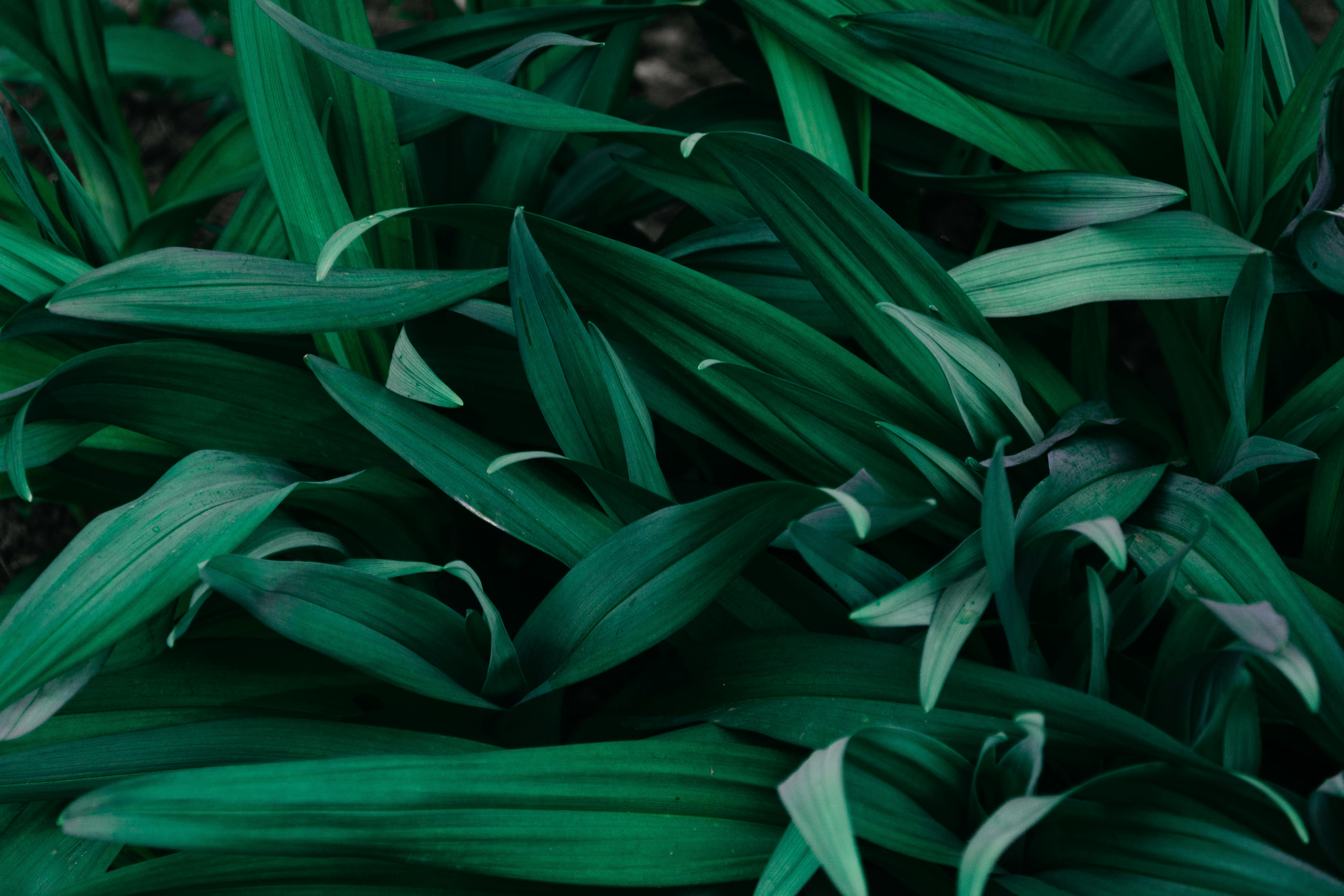 macro photograph of grass