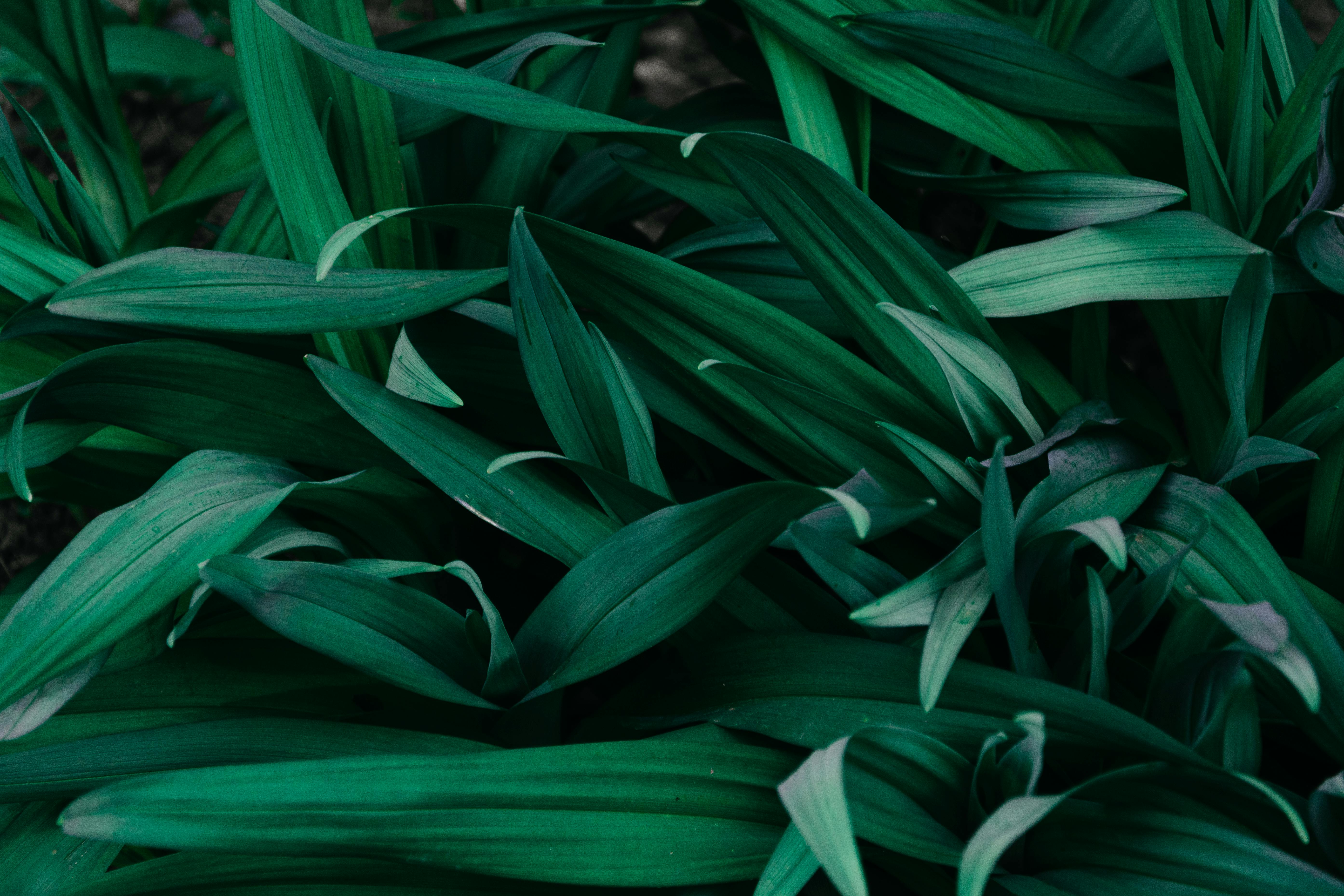 Green Plant Stalks. Image & Photo (Free Trial)