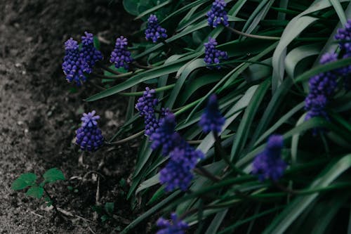 Gratis Foto De Enfoque Superficial De Planta Verde Con Flores De Color Púrpura Foto de stock