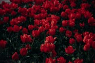 盛开的红色郁金香令人惊叹，捕捉了春天的精髓与大自然的美丽