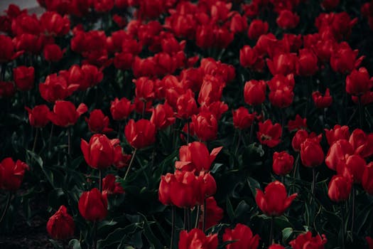 盛开的红色郁金香令人惊叹，捕捉了春天的精髓与大自然的美丽