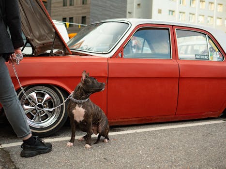 An American Staffordshire Terrier sits beside a classic red car in an urban setting.