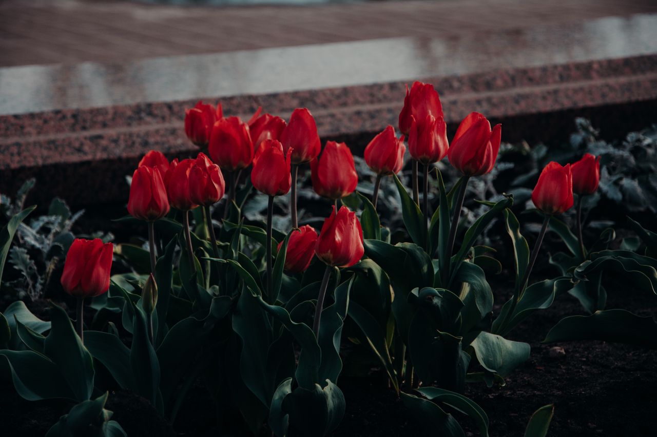 garden-edging-inspiration-3 Red tulips in full bloom in a garden bed