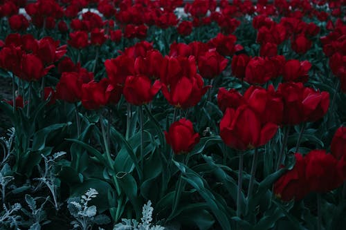 Free Bed Of Red Tulips Stock Photo