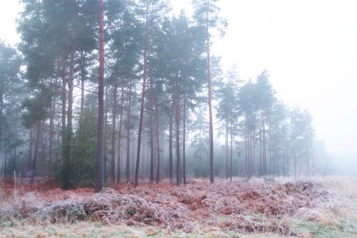 Free stock photo of fog, foggy, wood