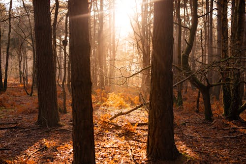 Free stock photo of forest, light, sun