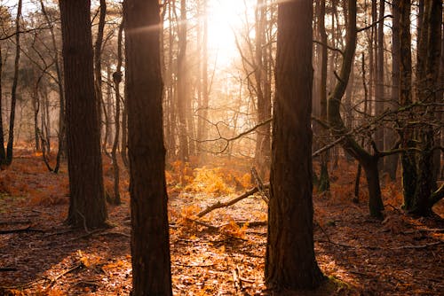 Imagine de stoc gratuită din arbori, codru, lemn