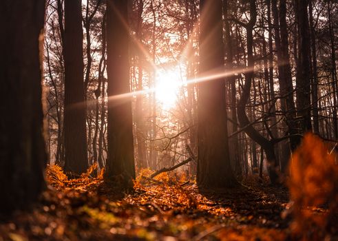 A captivating view of sunbeams illuminating a forest with warm autumn leaves.