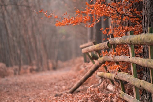 Free stock photo of brown, fence, landscape