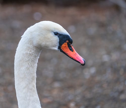 White Swan in Close-up Photography