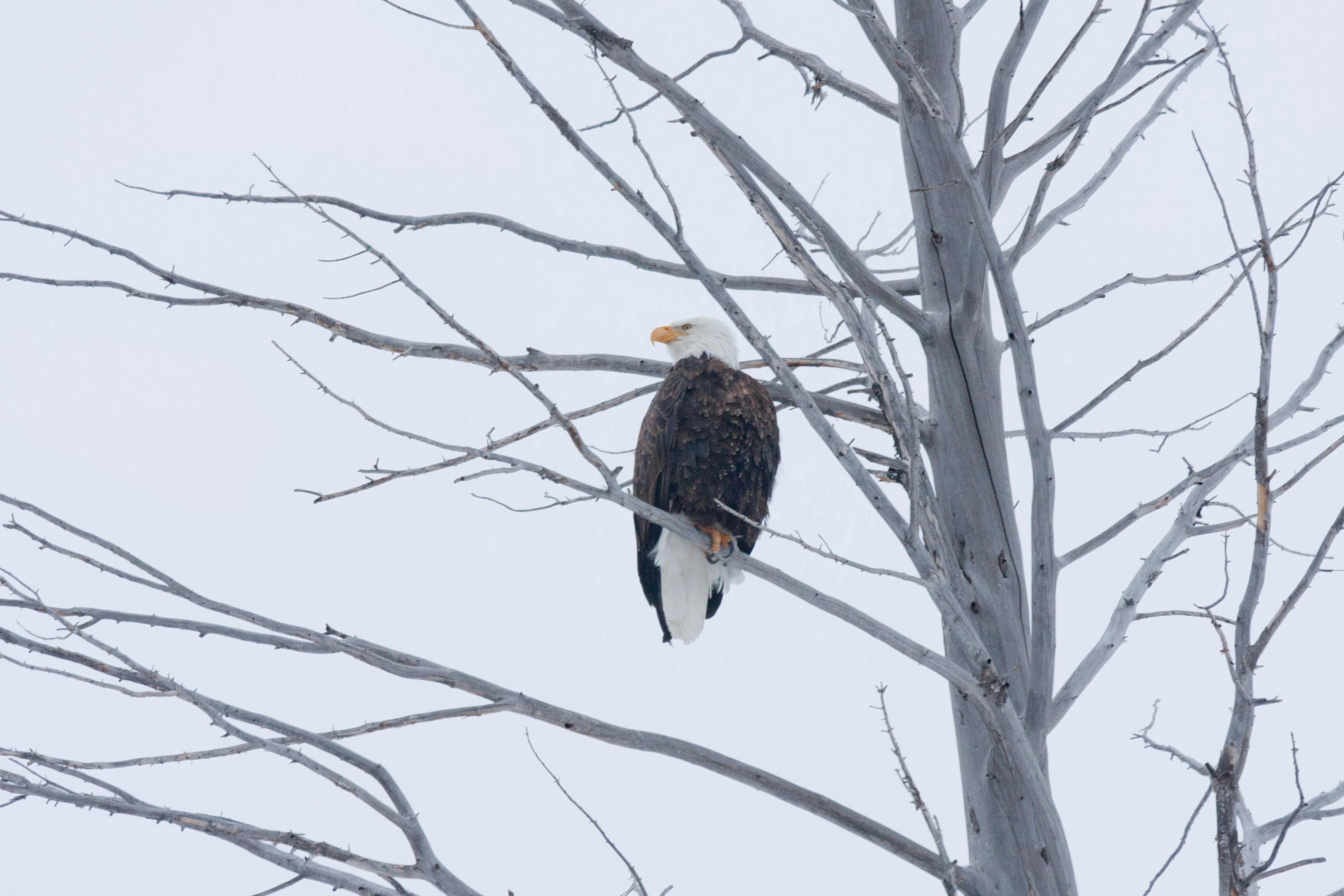 Free stock photo of bald eagle, eagle, eagle in tree