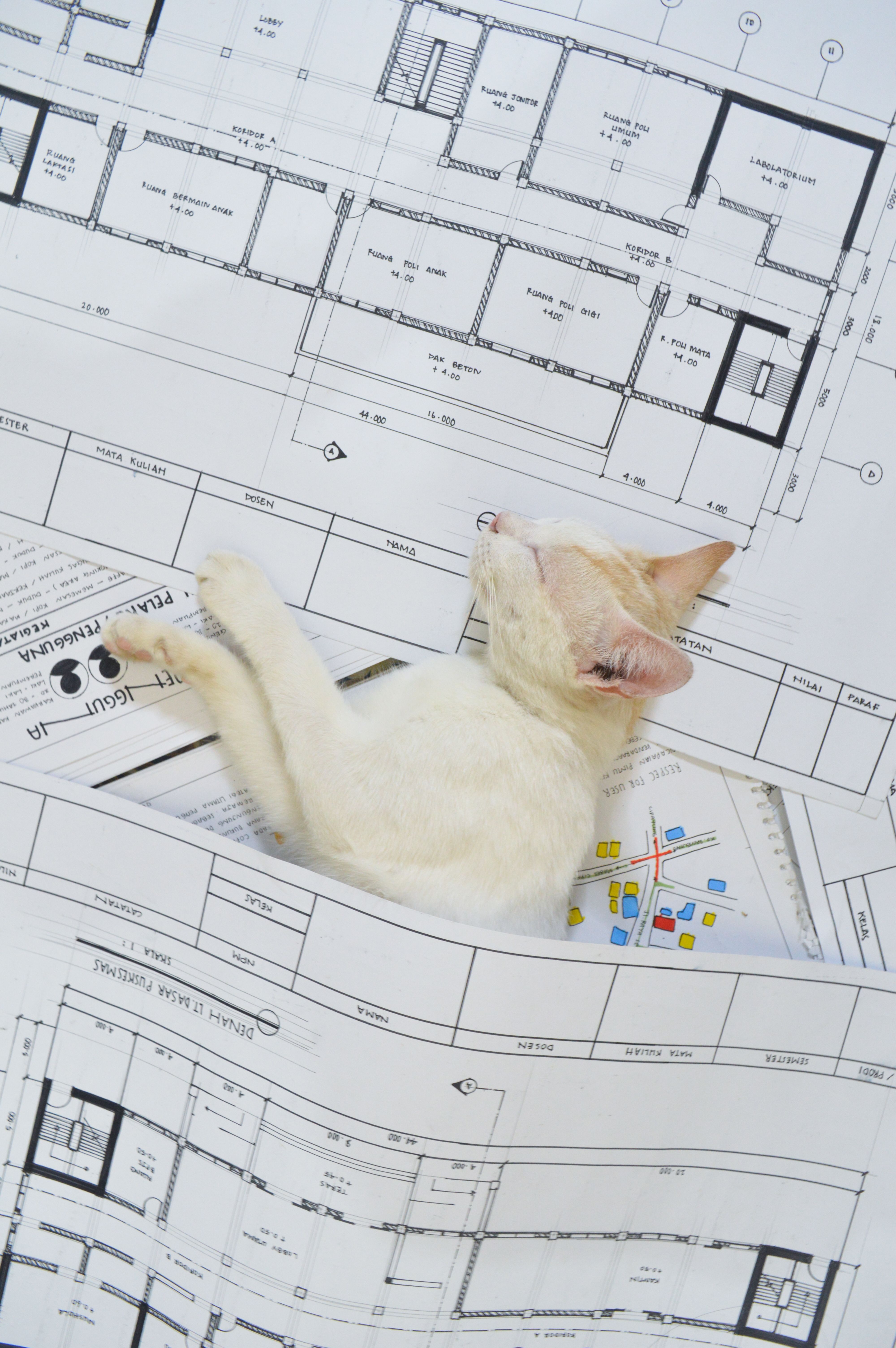 Adorable cat resting on architectural blueprints, showcasing a cozy and playful scene.