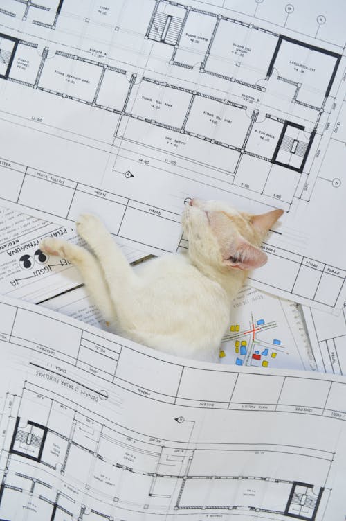 Free White Cat Lying on a Floor Plan  Stock Photo