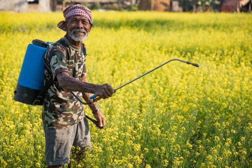 Free A smiling Nepali farmer spraying a vibrant mustard field on a sunny day. Stock Photo
