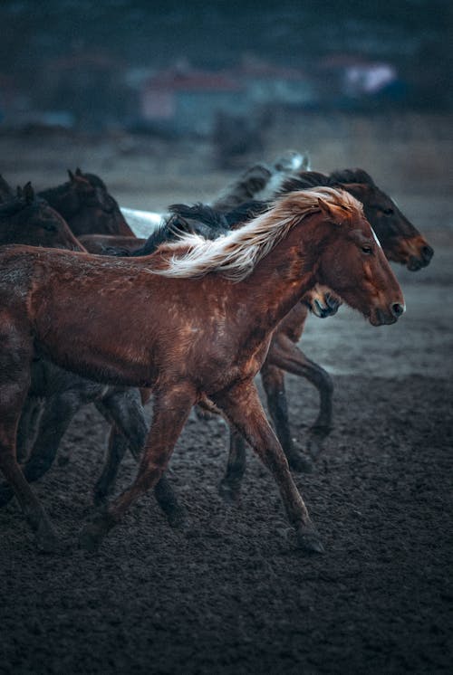 Foto profissional grátis de animal doméstico, cavalos, corrida