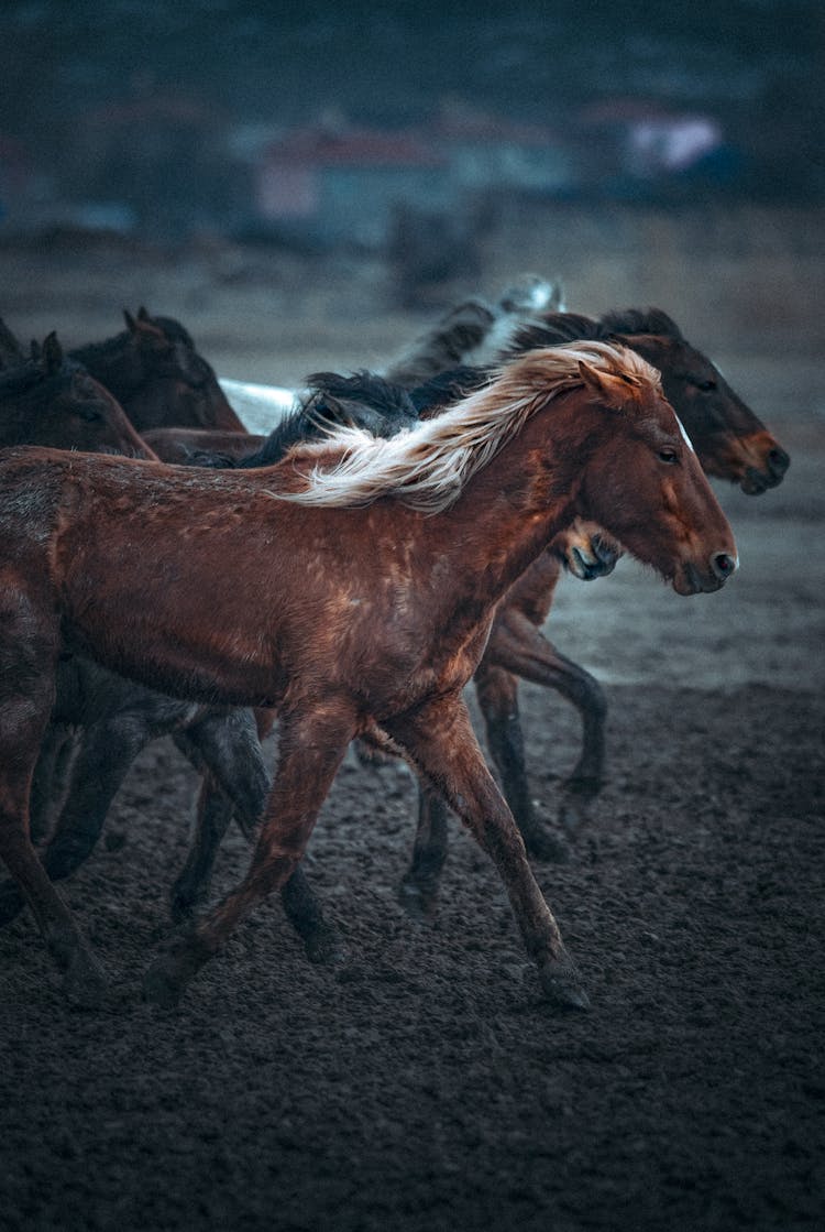 Team Of Horses Running On Dirt Ground 