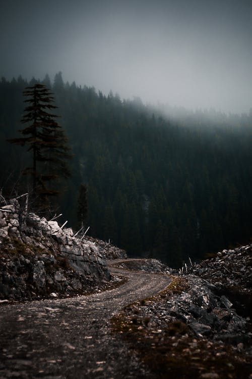 Foto d'estoc gratuïta de arbres, boirós, camí