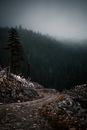 Green Pine Trees on Mountain