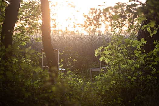 Sunlight filters through trees, illuminating abandoned chairs amidst dense foliage in Ebstorf forest.