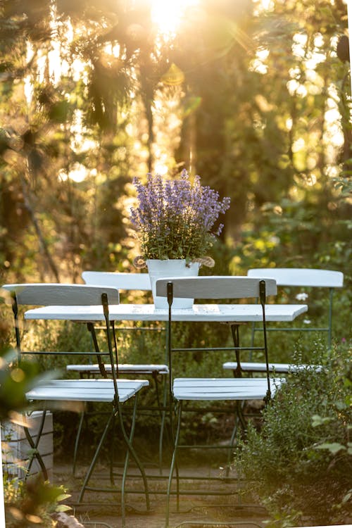 垂直拍摄, 椅子, 植物 的 免费素材图片
