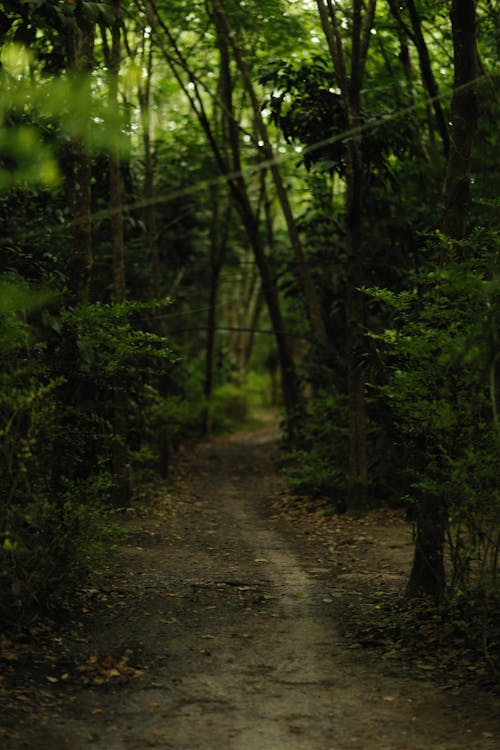 Unpaved Pathway between Trees