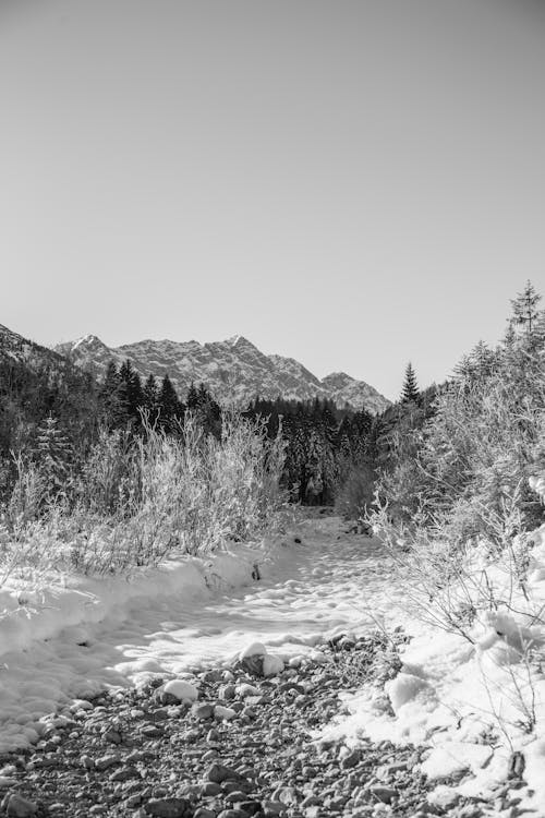 Grayscale Photo of a Snow Covered Landscape