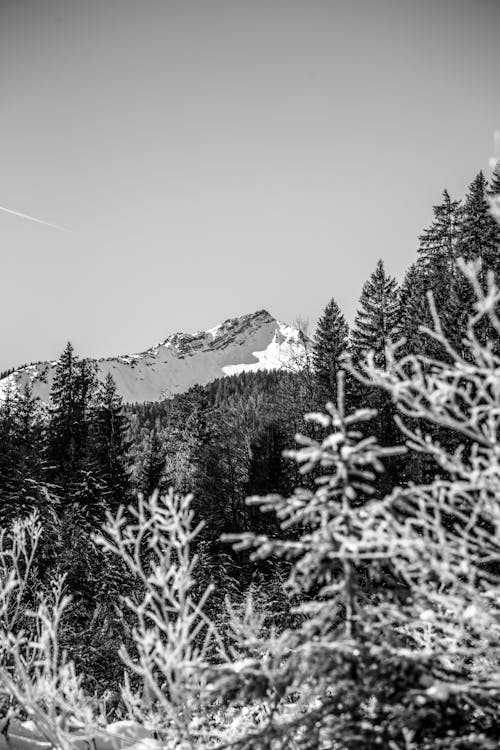 單色, 垂直拍攝, 大雪覆蓋 的 免費圖庫相片