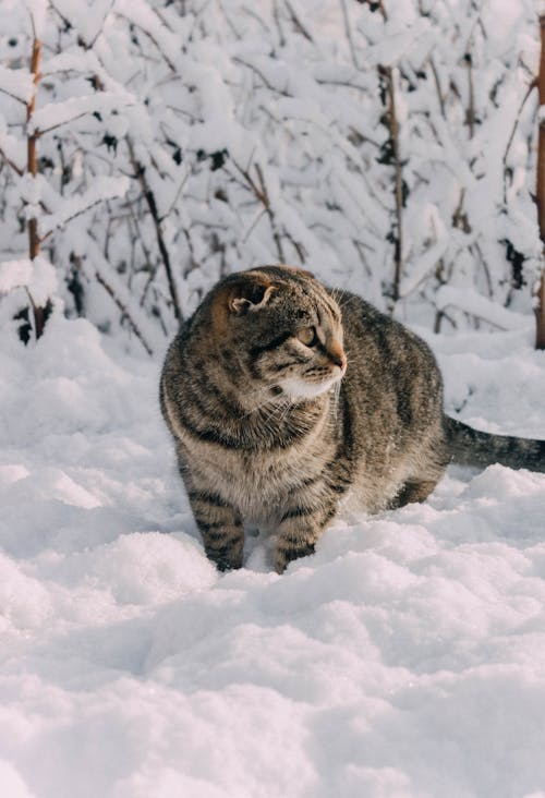 ネコ, ぶち, 冬の無料の写真素材