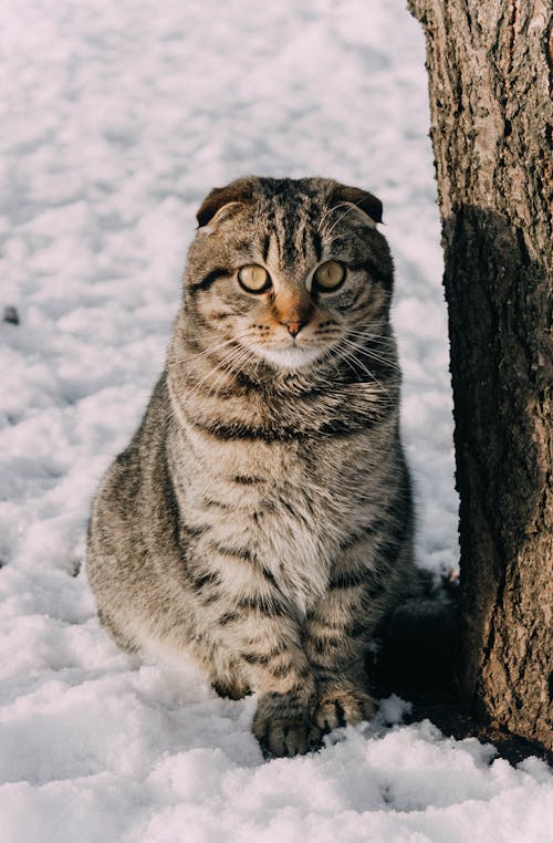 Kostnadsfri bild av djur, djurfotografi, katt