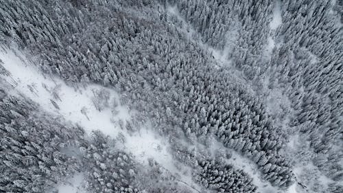 Free Aerial Photography of Snow Covered Trees  Stock Photo