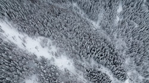 Aerial Photography of Snow Covered Trees 