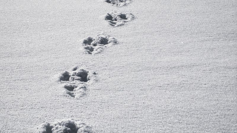 Eine Reihe von Tierpfotenabdrücken führt durch frischen, glitzernden Schnee