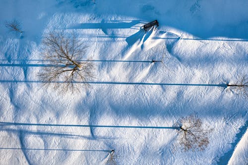 Бесплатное стоковое фото с ветвь, дерево, зима