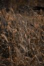Brown Grass Field