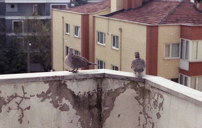 Pigeon Control