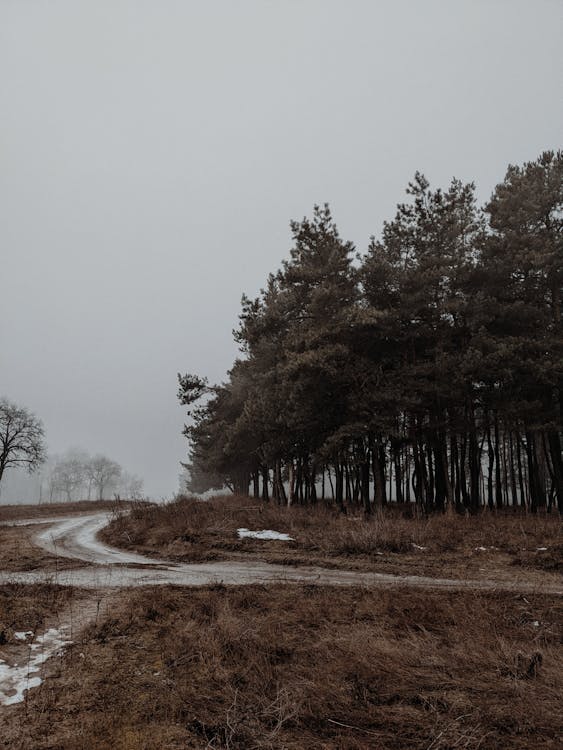 Green Trees on Brown Field