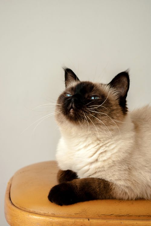 Free A serene Siamese cat comfortably resting on a wooden stool with a plain background. Stock Photo