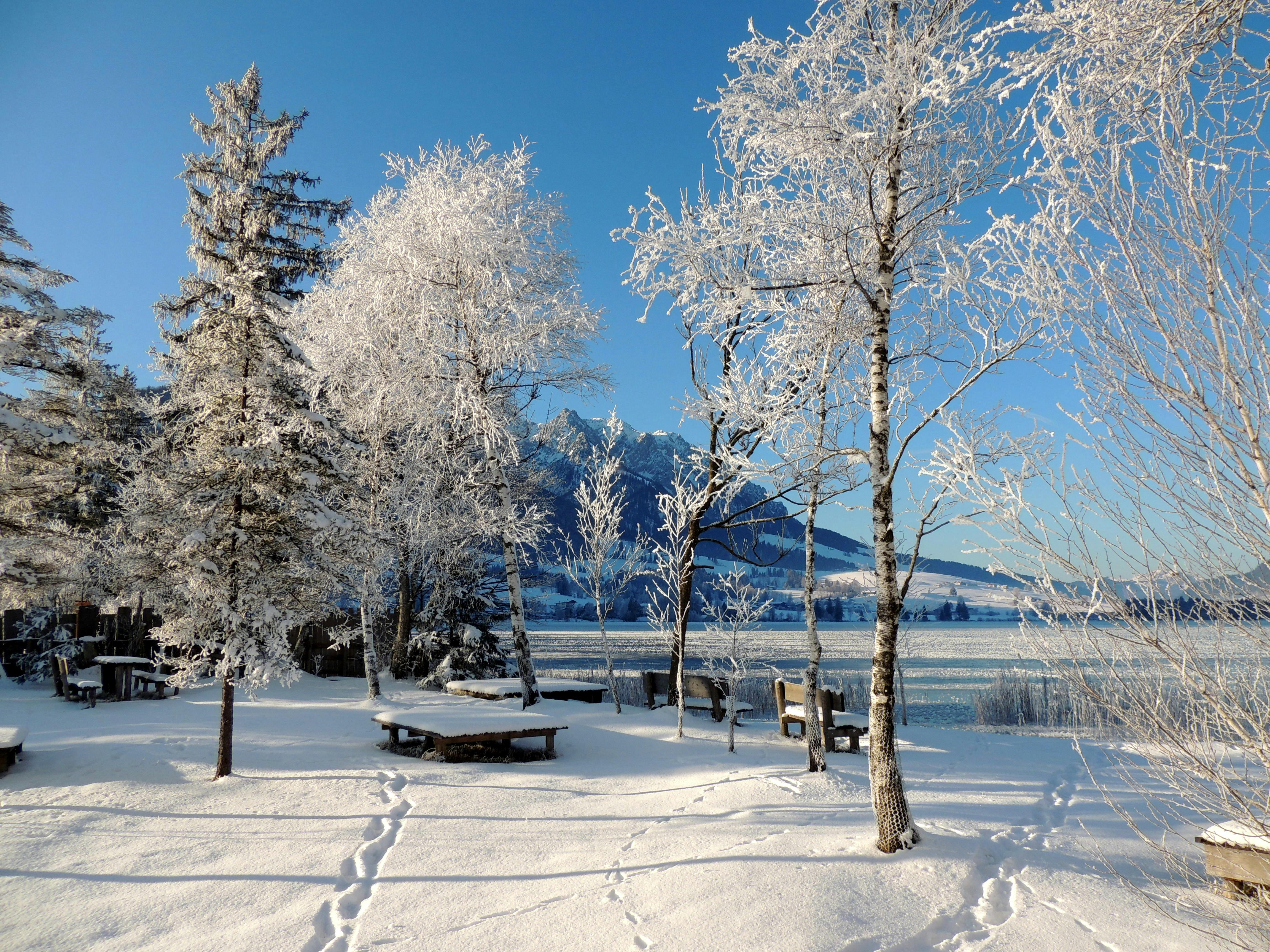 Trees and Lake in Winter · Free Stock Photo